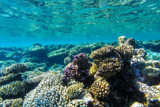 In Awe Blog: Reasons to Use Reef Friendly Sunscreen